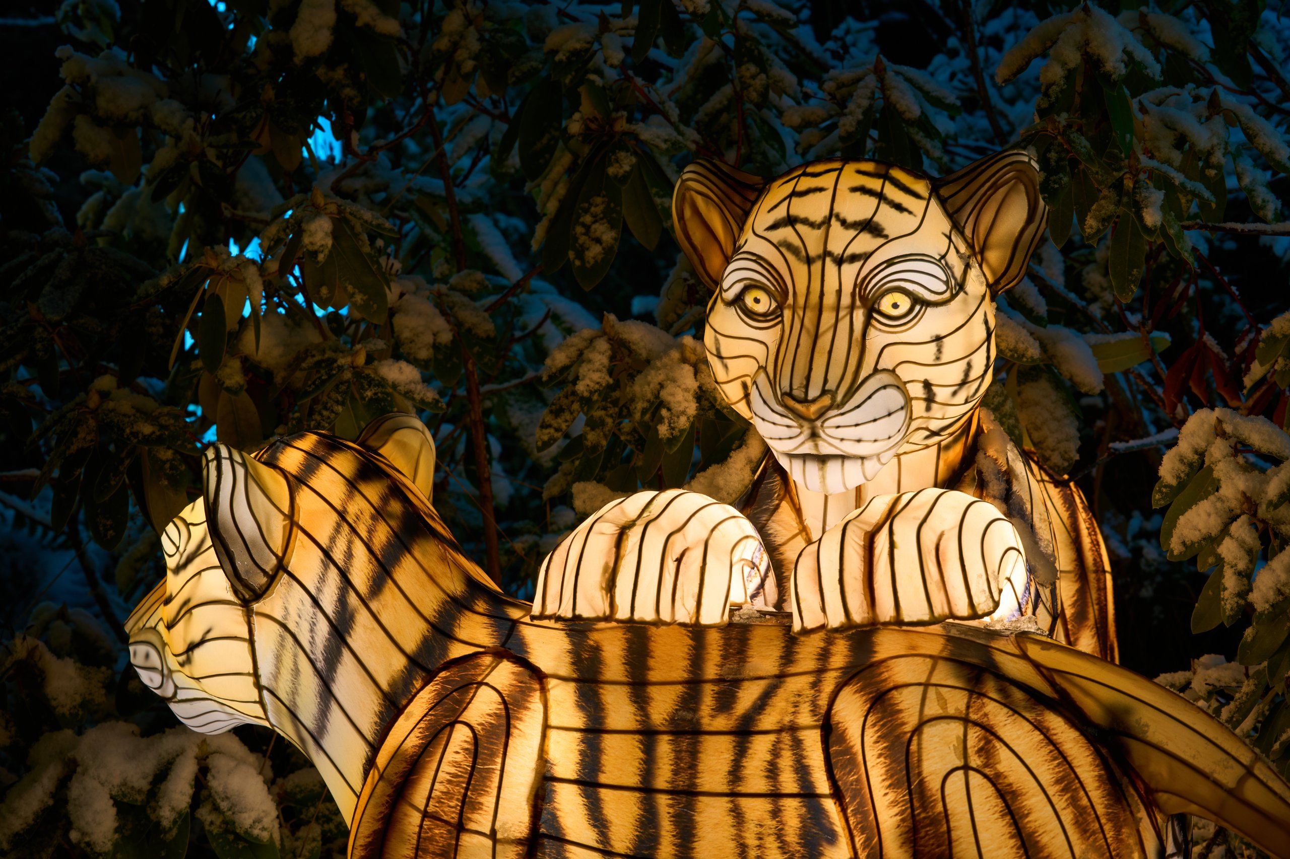 2026 01 05 China Lights 0208